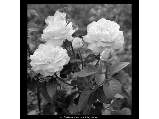 Květiny (5452-4), žánry - Praha 1967 srpen, černobílý obraz, stará fotografie, prodej