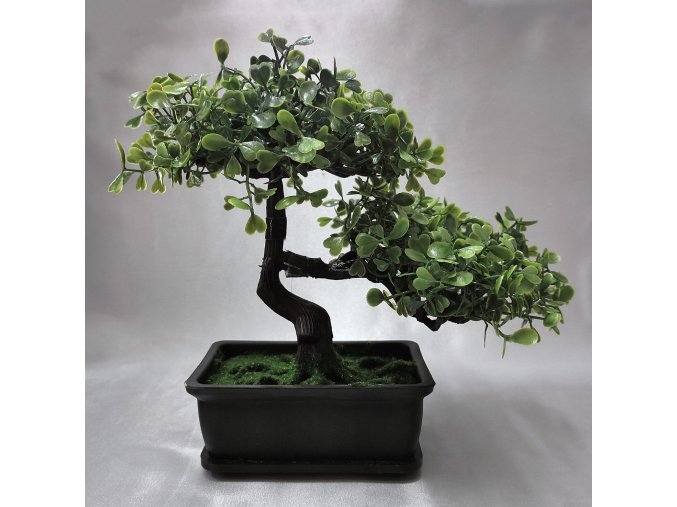 202828 I bonsai-v-kvetinaci
