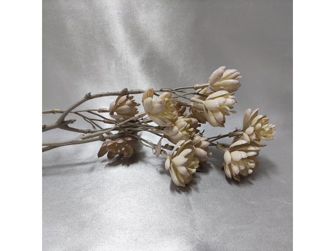 203657 I vetev-echeveria-kremova