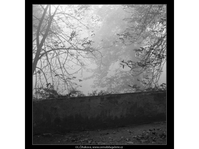 Holé větve (1980-2), žánry - Praha 1962 podzim, černobílý obraz, stará fotografie, prodej