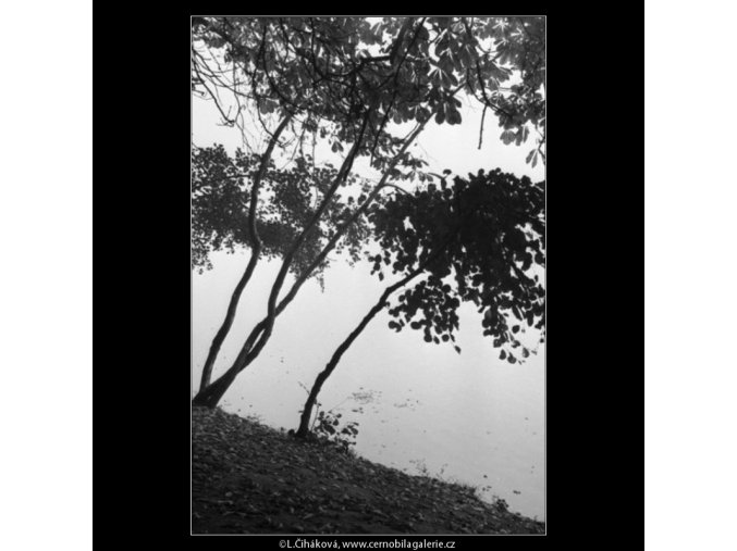Stromky skloněné nad hladinu (1859-4), žánry - Praha 1962 říjen, černobílý obraz, stará fotografie, prodej