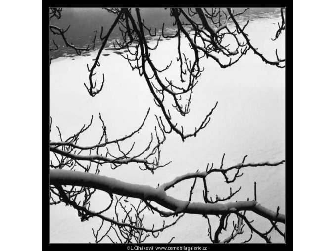 Zasněžené větve (2034), žánry - Praha 1963 zima, černobílý obraz, stará fotografie, prodej