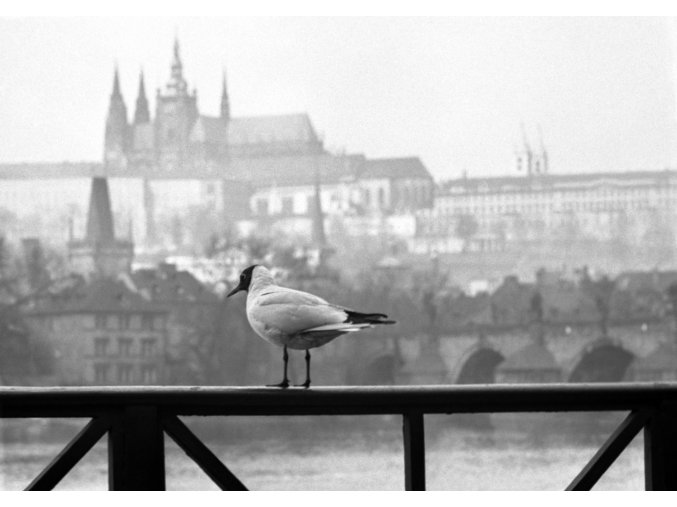 Racek na zábradlí (2073-1), žánry - Praha 1963 duben, černobílý obraz, stará fotografie, prodej
