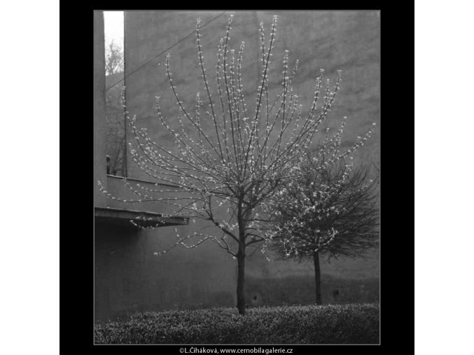 Jaro začíná (2110), žánry - Praha 1963 duben, černobílý obraz, stará fotografie, prodej