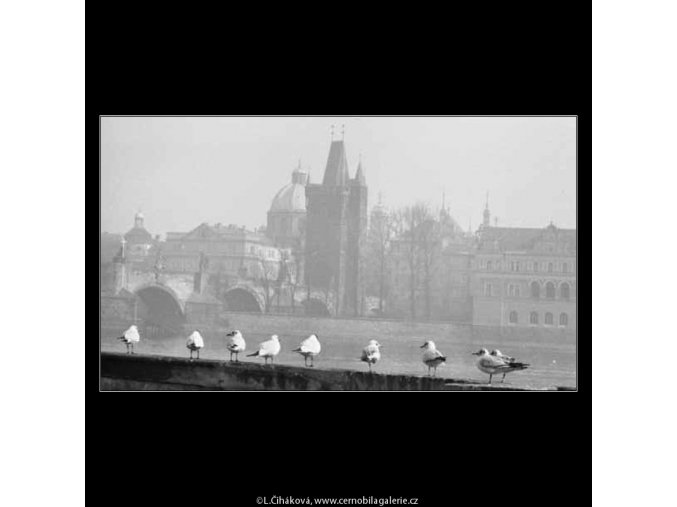 Rackové na Kampě (2701-1), žánry - Praha 1964 únor, černobílý obraz, stará fotografie, prodej