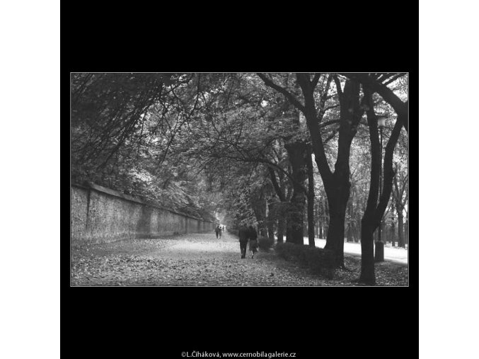 Podzim v aleji (3281), žánry - Praha 1964 říjen, černobílý obraz, stará fotografie, prodej