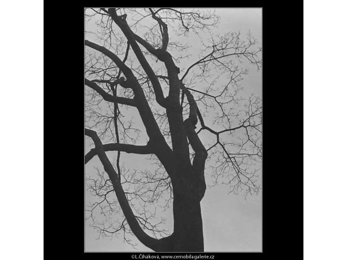 Stromy (3343-14), žánry - Praha 1964 listopad, černobílý obraz, stará fotografie, prodej