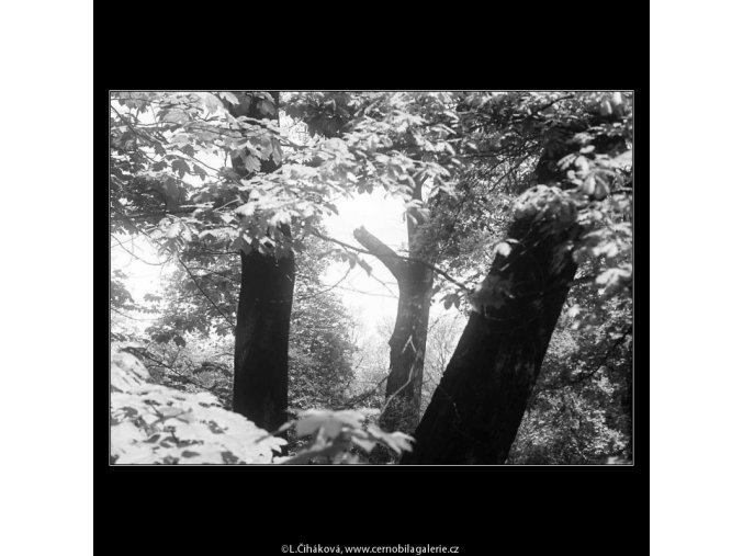 Tři stromy (3695), žánry - Praha 1965 květen, černobílý obraz, stará fotografie, prodej