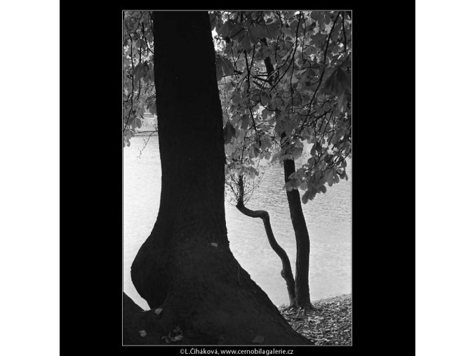 Strom (4101), žánry - Praha 1965 říjen, černobílý obraz, stará fotografie, prodej
