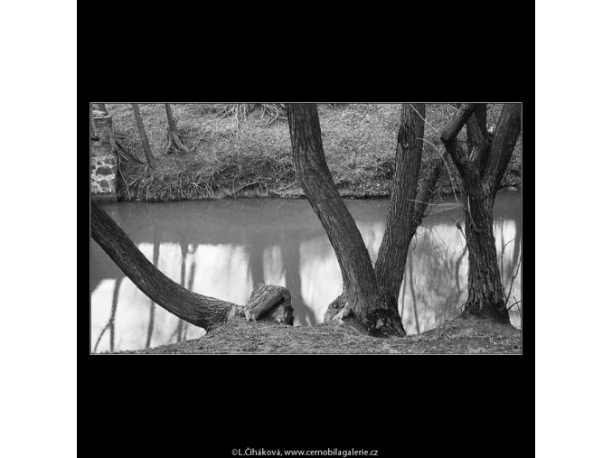 Stromy u vody (4284-15), Praha 1966 únor, černobílý obraz, stará fotografie, prodej