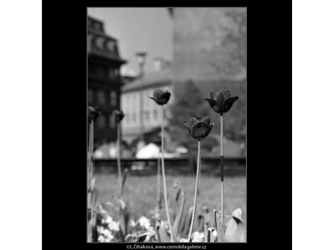 Tulipány (4508-1), žánry - Praha 1966 květen, černobílý obraz, stará fotografie, prodej