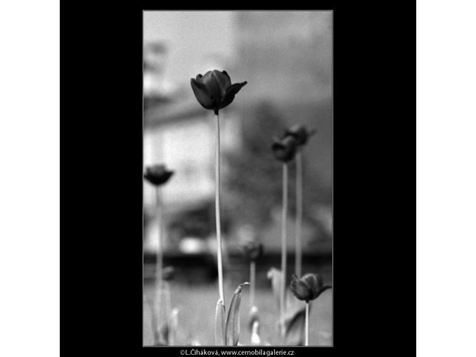 Tulipány (4508-2), žánry - Praha 1966 květen, černobílý obraz, stará fotografie, prodej