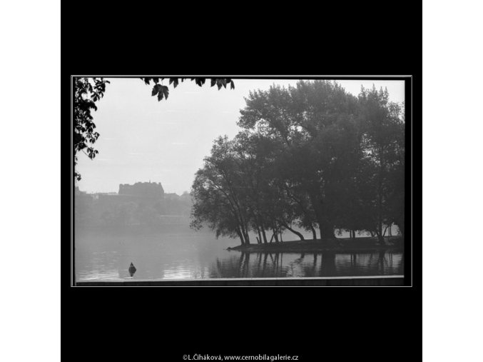 Stromy na Střeleckém ostrově (4526-1), žánry - Praha 1966 květen, černobílý obraz, stará fotografie, prodej