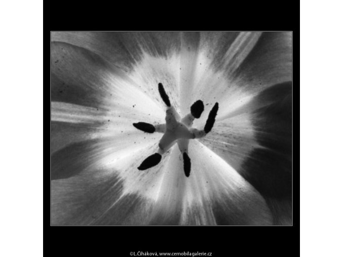 Květ tulipánu (4533-1), žánry - Praha 1966 květen, černobílý obraz, stará fotografie, prodej