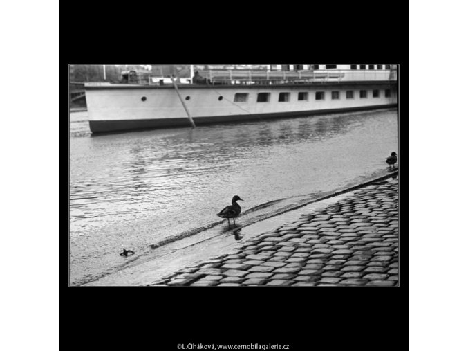 Kachna u břehu (4593-1), žánry - Praha 1966 červen, černobílý obraz, stará fotografie, prodej