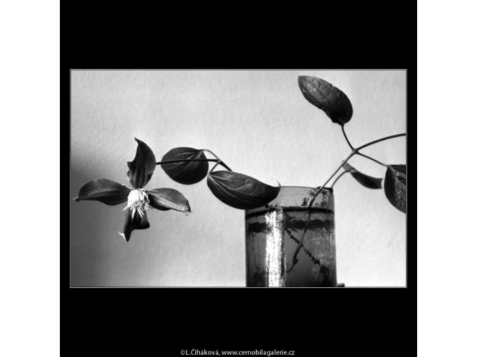 Květ (4597-1), žánry - Praha 1966 červenec, černobílý obraz, stará fotografie, prodej