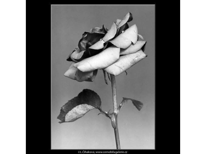 Květ růže (4598-1), žánry - Praha 1966 červenec, černobílý obraz, stará fotografie, prodej