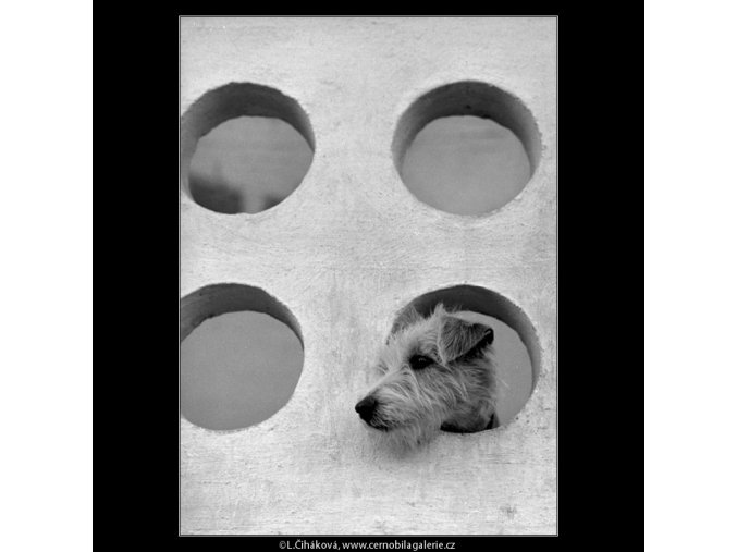 Pes na balkóně (4811-3), žánry - Praha 1966 srpen, černobílý obraz, stará fotografie, prodej