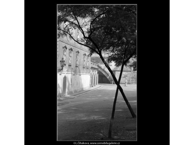 Dva zkřížené stromy (4855), žánry - Praha 1966 září, černobílý obraz, stará fotografie, prodej