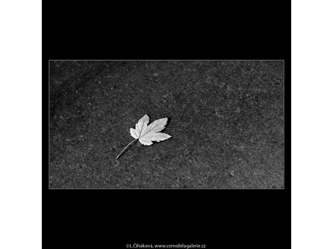 List na zemi (4873), žánry - Praha 1966 říjen, černobílý obraz, stará fotografie, prodej