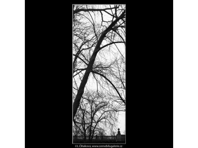 Stromy (5028-4), žánry - Praha 1966 prosinec, černobílý obraz, stará fotografie, prodej