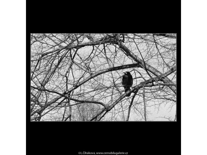 Stromy a ptáci (5078-5), žánry - Praha 1967 únor, černobílý obraz, stará fotografie, prodej