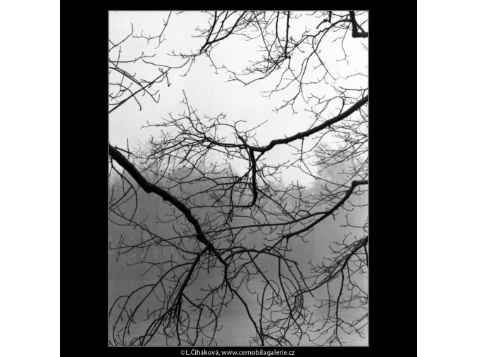 Větvoví nad řekou (5140), žánry - Praha 1967 únor, černobílý obraz, stará fotografie, prodej