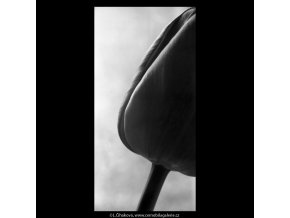 Tulipány (5289-7), žánry - Praha 1967 duben, černobílý obraz, stará fotografie, prodej
