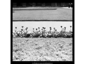 Záhon tulipánů (5282-2), žánry - Praha 1967 duben, černobílý obraz, stará fotografie, prodej