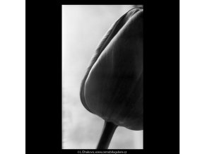 Tulipány (5289-5), žánry - Praha 1967 duben, černobílý obraz, stará fotografie, prodej