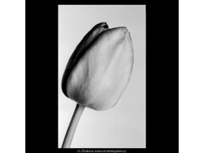 Tulipány (5289-2), žánry - Praha 1967 duben, černobílý obraz, stará fotografie, prodej
