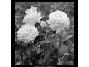 Květiny (5452-4), žánry - Praha 1967 srpen, černobílý obraz, stará fotografie, prodej