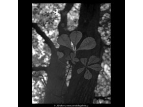 Podzimní listy (5684), žánry - Praha 1967 říjen, černobílý obraz, stará fotografie, prodej