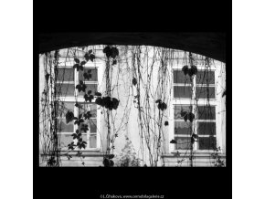Větvoví, oblouk, okna (5624-1), žánry - Praha 1967 září, černobílý obraz, stará fotografie, prodej