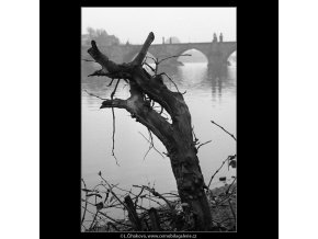 Pahýl starého stromu (959), Praha 1960 říjen, černobílý obraz, stará fotografie, prodej