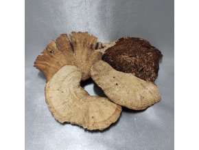 203612 I susina-sponge-mushroom