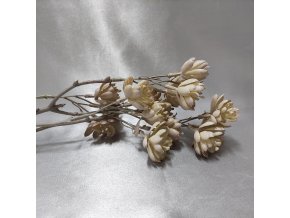 203657 I vetev-echeveria-kremova