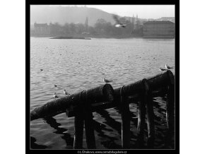 Rackové (1026-2), žánry - Praha 1960 listopad, černobílý obraz, stará fotografie, prodej