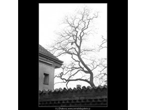 Zídka a holý strom (1117-2), Praha 1961 duben, černobílý obraz, stará fotografie, prodej