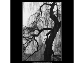 Strom a větvoví (1418-3), žánry - Praha 1962 leden, černobílý obraz, stará fotografie, prodej
