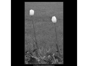 Tulipány (1639), žánry - Praha 1962 květen, černobílý obraz, stará fotografie, prodej
