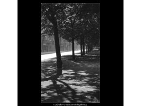 Stíny v aleji (1738), žánry - Praha 1962 červenec, černobílý obraz, stará fotografie, prodej