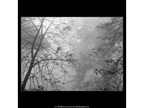 Holé větve (1980-1), žánry - Praha 1962 podzim, černobílý obraz, stará fotografie, prodej
