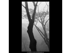 Kmeny stromů v mlze (1858), žánry - Praha 1962 říjen, černobílý obraz, stará fotografie, prodej