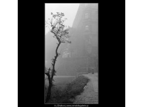 Opuštěný stromek (1969), žánry - Praha 1962 prosinec, černobílý obraz, stará fotografie, prodej