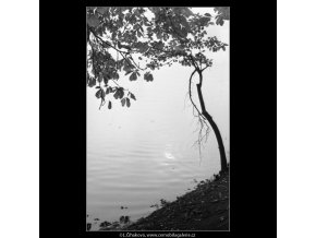Strom a odlesky na vodě (1975-2), žánry - Praha 1962 , černobílý obraz, stará fotografie, prodej