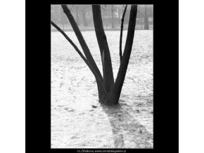 Část stromu a stín (2039), žánry - Praha 1963 zima, černobílý obraz, stará fotografie, prodej