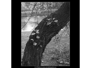 Kmen s výhony (2189), žánry - Praha 1963 květen, černobílý obraz, stará fotografie, prodej
