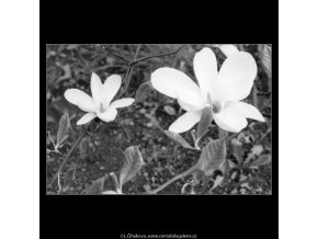 Bílé květy (2183-5), Praha 1963 květen, černobílý obraz, stará fotografie, prodej