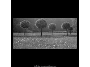 Stromy v protisvětle (2215), žánry - Praha 1963 červen, černobílý obraz, stará fotografie, prodej